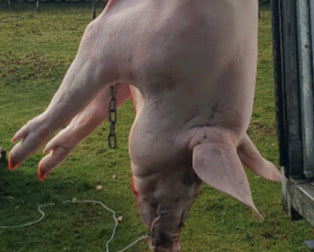 Whole Poaka Spit Pig Ready to Cook image 0